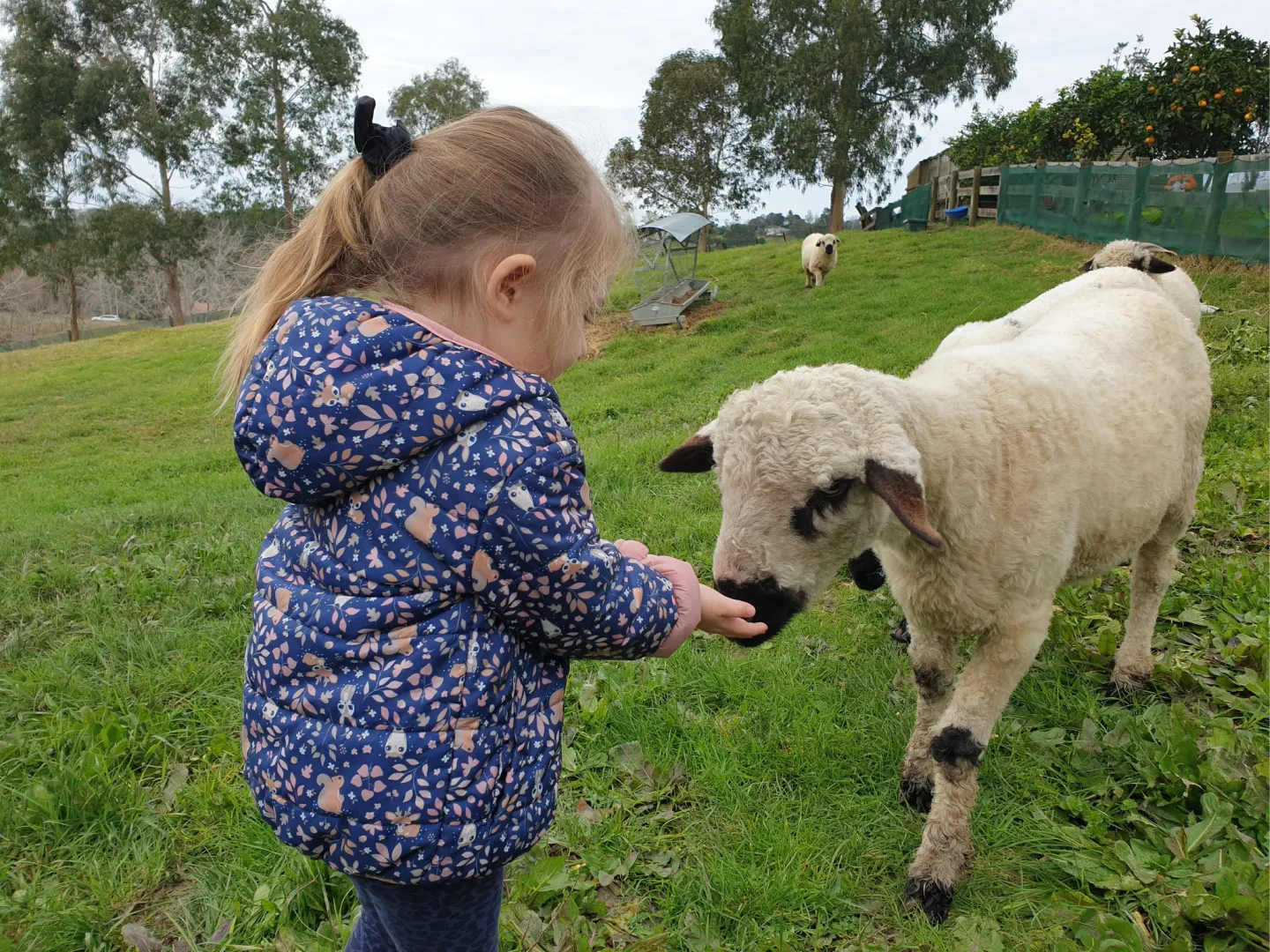 Child feeding a sheep outdoors